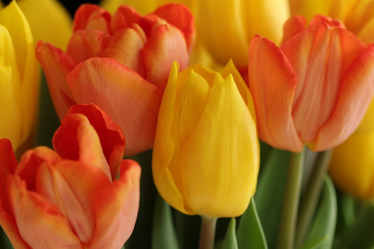 tulips, flowers, plants-6211603.jpg